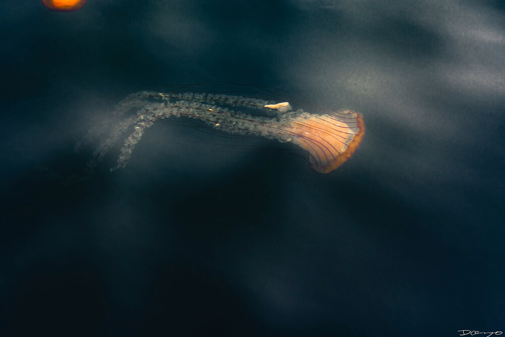 Photos of Sea Nettles, sunfish (mola mola), and ocean waves in Monterey, CA. Photos of smoke from wildfires in Berkeley, CA, burnt tree bark in Mendocino, CA, and Monarch Butterfly and chrysalis in Easton, Maryland.